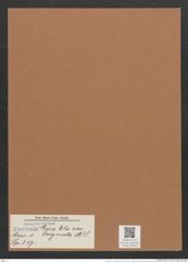 Navicula lyra var. signata A.S. (de-Toni-Nr.: Genus 1, Species 327) Zeichnungen Sammlung Grunow Mappe 00290 (Herbarium_W_Grunow_drawings_Folder_00290)